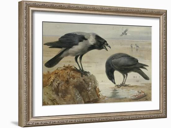 A Hooded Crow and a Carrion Crow, 1924-Archibald Thorburn-Framed Giclee Print