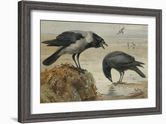 A Hooded Crow and a Carrion Crow, 1924-Archibald Thorburn-Framed Giclee Print