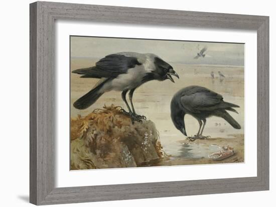 A Hooded Crow and a Carrion Crow, 1924-Archibald Thorburn-Framed Giclee Print