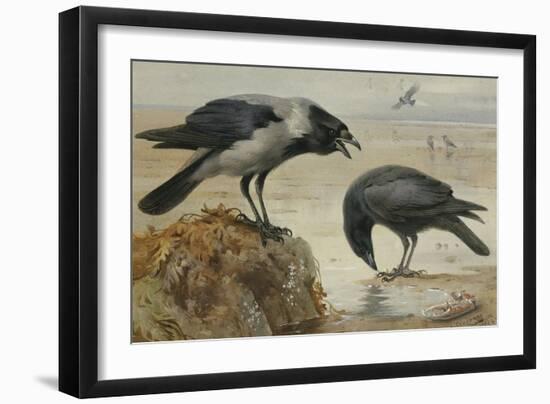 A Hooded Crow and a Carrion Crow, 1924-Archibald Thorburn-Framed Giclee Print