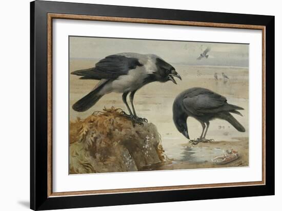 A Hooded Crow and a Carrion Crow, 1924-Archibald Thorburn-Framed Giclee Print