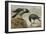 A Hooded Crow and a Carrion Crow, 1924-Archibald Thorburn-Framed Giclee Print