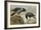 A Hooded Crow and a Carrion Crow, 1924-Archibald Thorburn-Framed Giclee Print