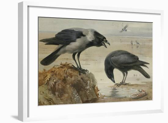 A Hooded Crow and a Carrion Crow, 1924-Archibald Thorburn-Framed Giclee Print