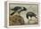 A Hooded Crow and a Carrion Crow, 1924-Archibald Thorburn-Framed Premier Image Canvas