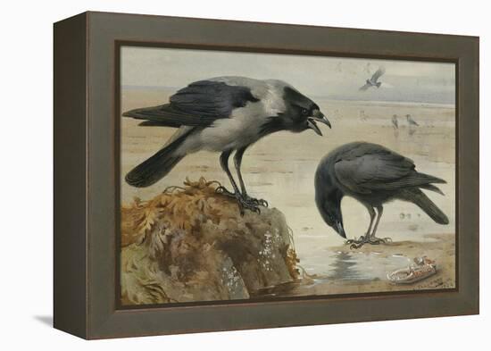 A Hooded Crow and a Carrion Crow, 1924-Archibald Thorburn-Framed Premier Image Canvas