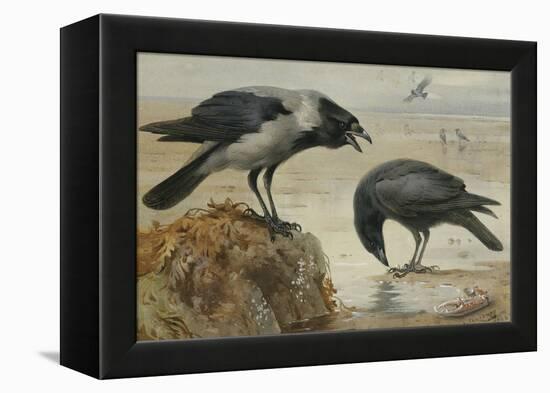 A Hooded Crow and a Carrion Crow, 1924-Archibald Thorburn-Framed Premier Image Canvas