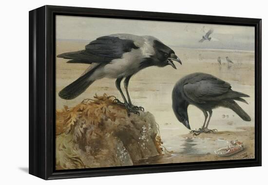 A Hooded Crow and a Carrion Crow, 1924-Archibald Thorburn-Framed Premier Image Canvas