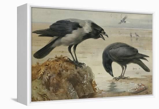 A Hooded Crow and a Carrion Crow, 1924-Archibald Thorburn-Framed Premier Image Canvas