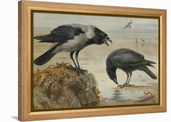 A Hooded Crow and a Carrion Crow-Archibald Thorburn-Framed Premier Image Canvas
