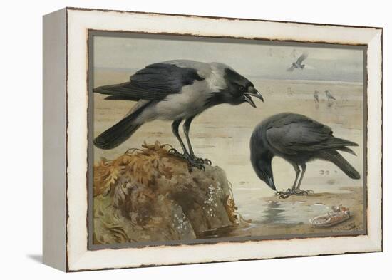 A Hooded Crow and a Carrion Crow-Archibald Thorburn-Framed Premier Image Canvas