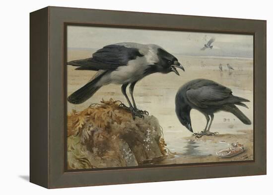A Hooded Crow and a Carrion Crow-Archibald Thorburn-Framed Premier Image Canvas