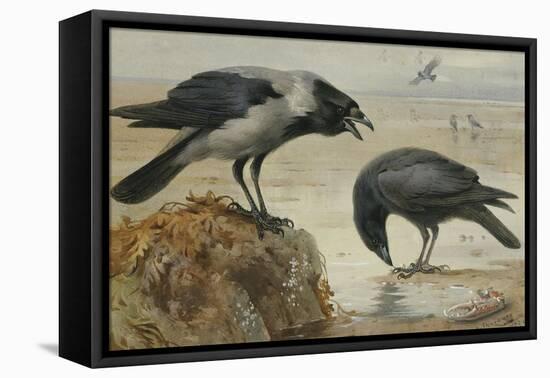 A Hooded Crow and a Carrion Crow-Archibald Thorburn-Framed Premier Image Canvas