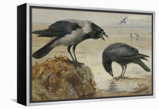 A Hooded Crow and a Carrion Crow-Archibald Thorburn-Framed Premier Image Canvas