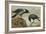 A Hooded Crow and a Carrion Crow-Archibald Thorburn-Framed Giclee Print