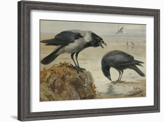 A Hooded Crow and a Carrion Crow-Archibald Thorburn-Framed Giclee Print