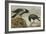 A Hooded Crow and a Carrion Crow-Archibald Thorburn-Framed Giclee Print