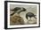 A Hooded Crow and a Carrion Crow-Archibald Thorburn-Framed Giclee Print