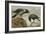 A Hooded Crow and a Carrion Crow-Archibald Thorburn-Framed Giclee Print