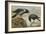 A Hooded Crow and a Carrion Crow-Archibald Thorburn-Framed Giclee Print