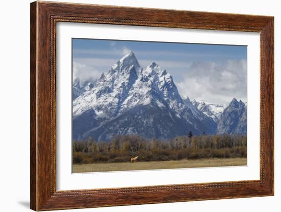 A Horse in Front of the Grand Teton-Galloimages Online-Framed Photographic Print