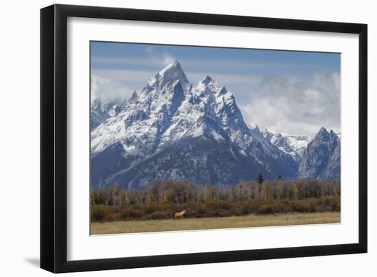 A Horse in Front of the Grand Teton-Galloimages Online-Framed Photographic Print