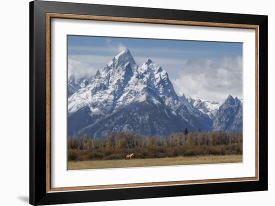 A Horse in Front of the Grand Teton-Galloimages Online-Framed Photographic Print