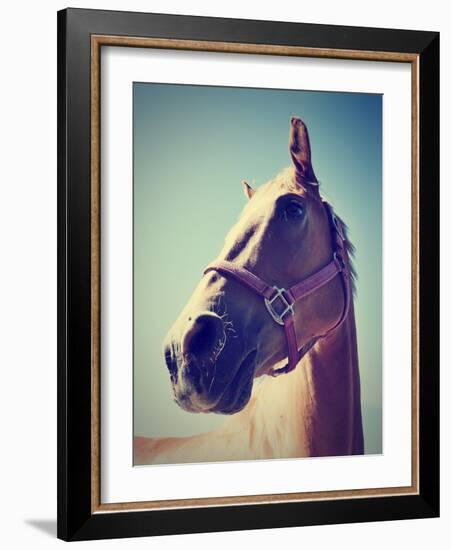 A Horse's Head-graphicphoto-Framed Photographic Print