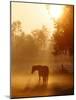 A Horse Stands in a Meadow in Early Morning Fog in Langenhagen Germany, Oct 17, 2006-Kai-uwe Knoth-Mounted Photographic Print