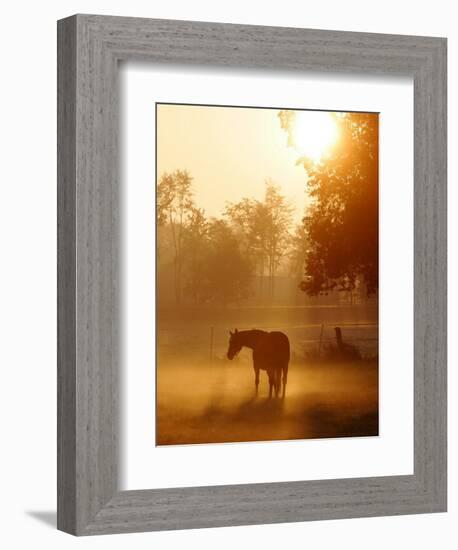 A Horse Stands in a Meadow in Early Morning Fog in Langenhagen Germany, Oct 17, 2006-Kai-uwe Knoth-Framed Photographic Print