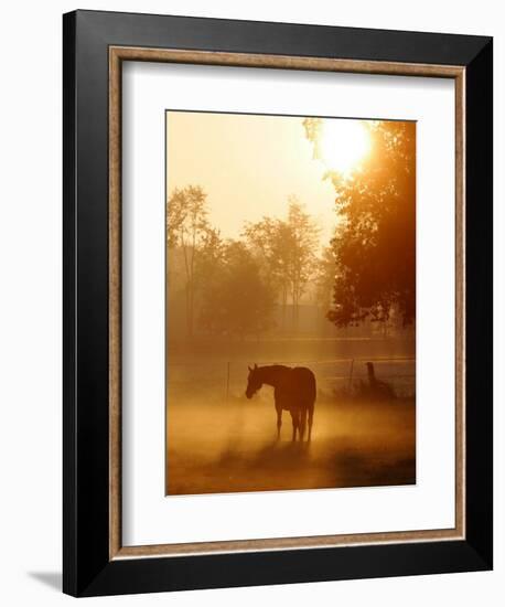 A Horse Stands in a Meadow in Early Morning Fog in Langenhagen Germany, Oct 17, 2006-Kai-uwe Knoth-Framed Photographic Print