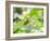 A Horsehead Grasshopper Perching on a Leaf-Alex Saberi-Framed Photographic Print