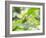 A Horsehead Grasshopper Perching on a Leaf-Alex Saberi-Framed Photographic Print