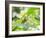 A Horsehead Grasshopper Perching on a Leaf-Alex Saberi-Framed Photographic Print