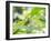 A Horsehead Grasshopper Perching on a Leaf-Alex Saberi-Framed Photographic Print