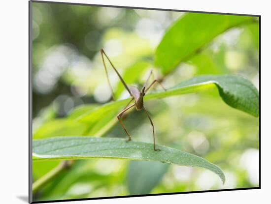 A Horsehead Grasshopper Perching on a Leaf-Alex Saberi-Mounted Photographic Print