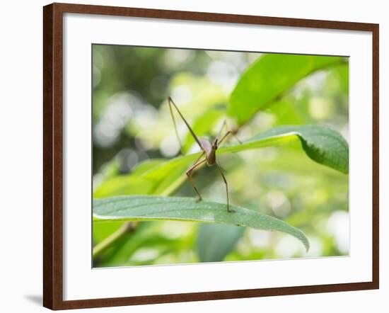 A Horsehead Grasshopper Perching on a Leaf-Alex Saberi-Framed Photographic Print