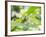 A Horsehead Grasshopper Perching on a Leaf-Alex Saberi-Framed Photographic Print