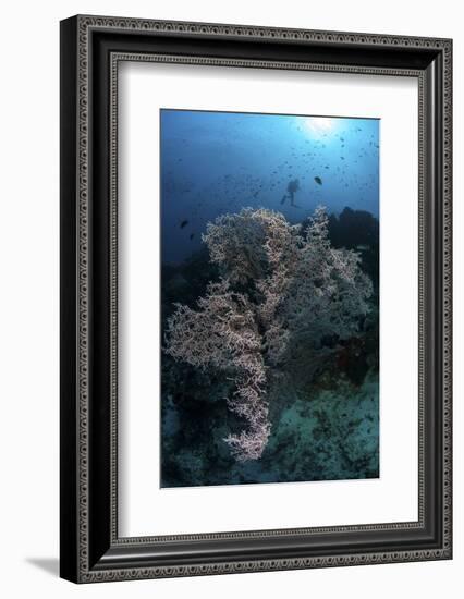 A Huge Gorgonian Grows on a Reef in Komodo National Park, Indonesia-Stocktrek Images-Framed Photographic Print