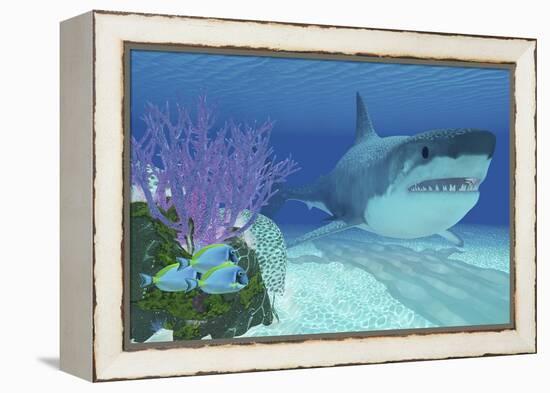 A Huge Megalodon Shark Swimming in Clear Ocean Waters-null-Framed Stretched Canvas