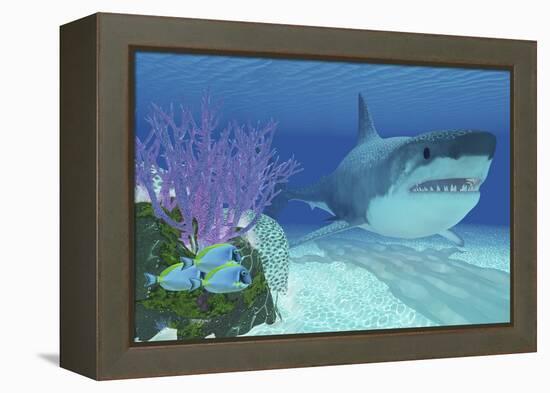 A Huge Megalodon Shark Swimming in Clear Ocean Waters-null-Framed Stretched Canvas