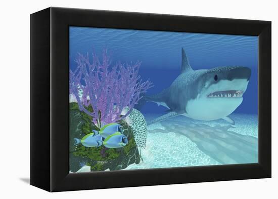 A Huge Megalodon Shark Swimming in Clear Ocean Waters-null-Framed Stretched Canvas