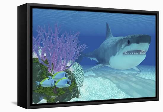 A Huge Megalodon Shark Swimming in Clear Ocean Waters-null-Framed Stretched Canvas