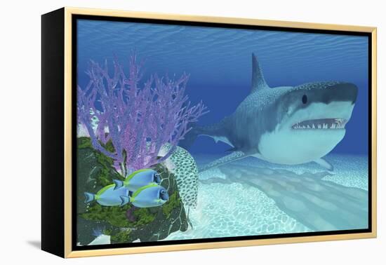 A Huge Megalodon Shark Swimming in Clear Ocean Waters-null-Framed Stretched Canvas