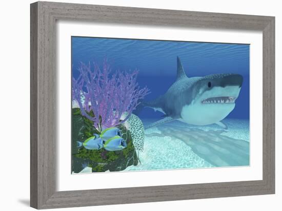 A Huge Megalodon Shark Swimming in Clear Ocean Waters-null-Framed Art Print