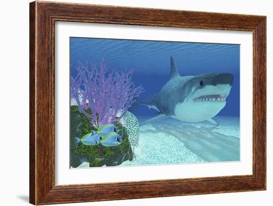 A Huge Megalodon Shark Swimming in Clear Ocean Waters-null-Framed Art Print