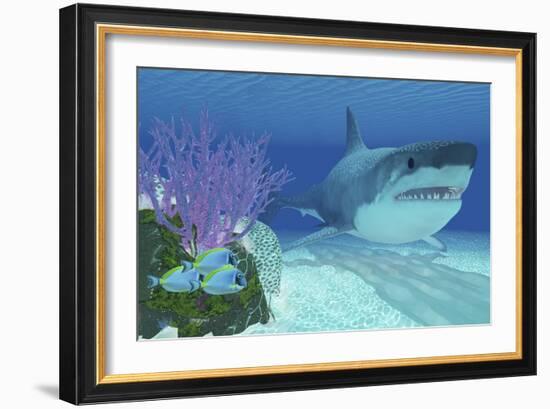 A Huge Megalodon Shark Swimming in Clear Ocean Waters-null-Framed Art Print