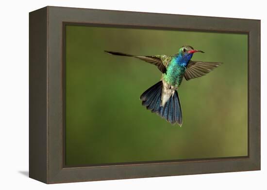 A Hummingbird with its Wings Spread Open-Karine Aigner-Framed Premier Image Canvas