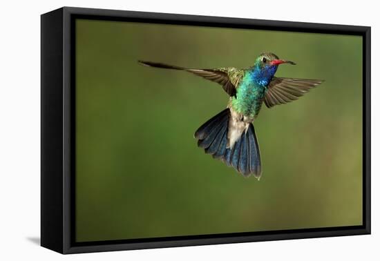 A Hummingbird with its Wings Spread Open-Karine Aigner-Framed Premier Image Canvas