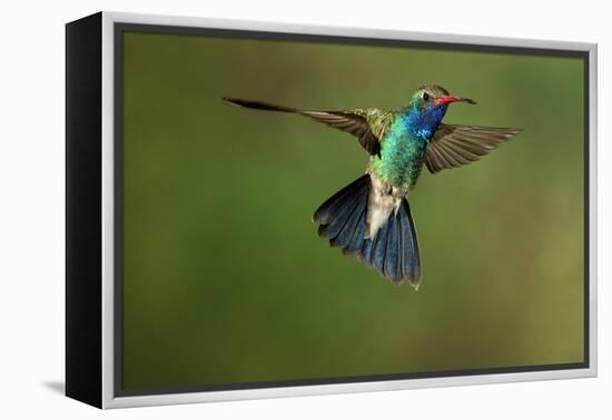 A Hummingbird with its Wings Spread Open-Karine Aigner-Framed Premier Image Canvas